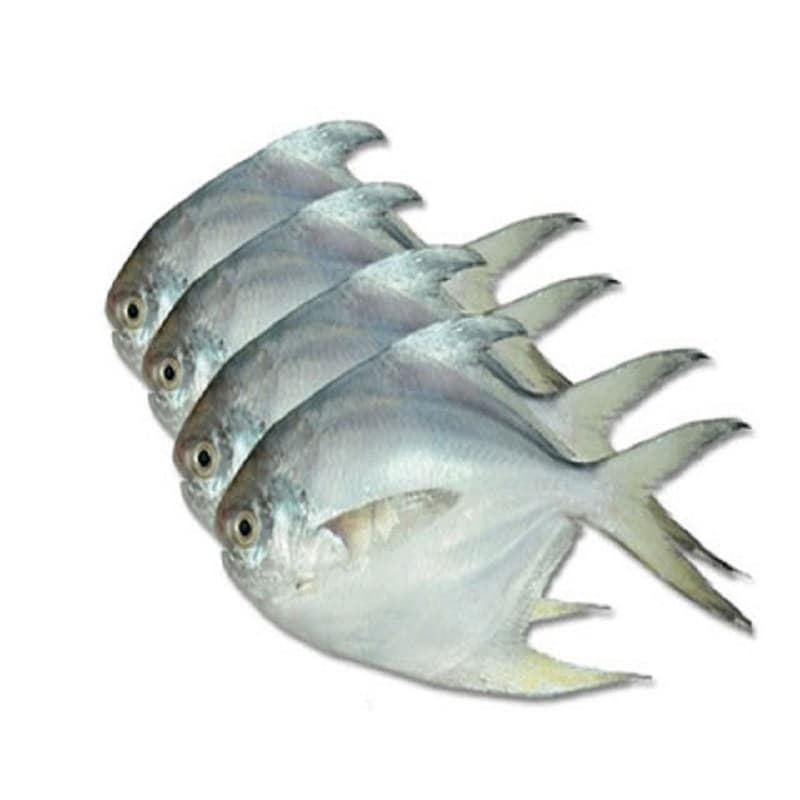 Sea Fish